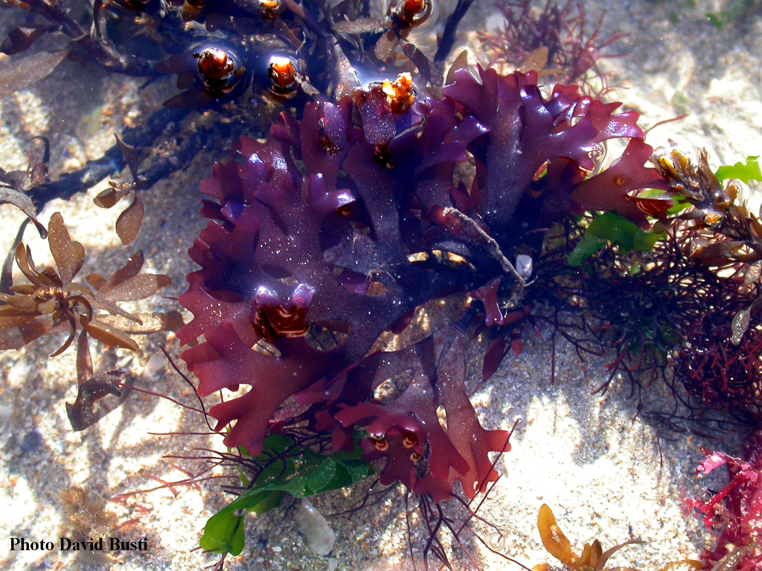 Хондрус курчавый — Chondrus crispus