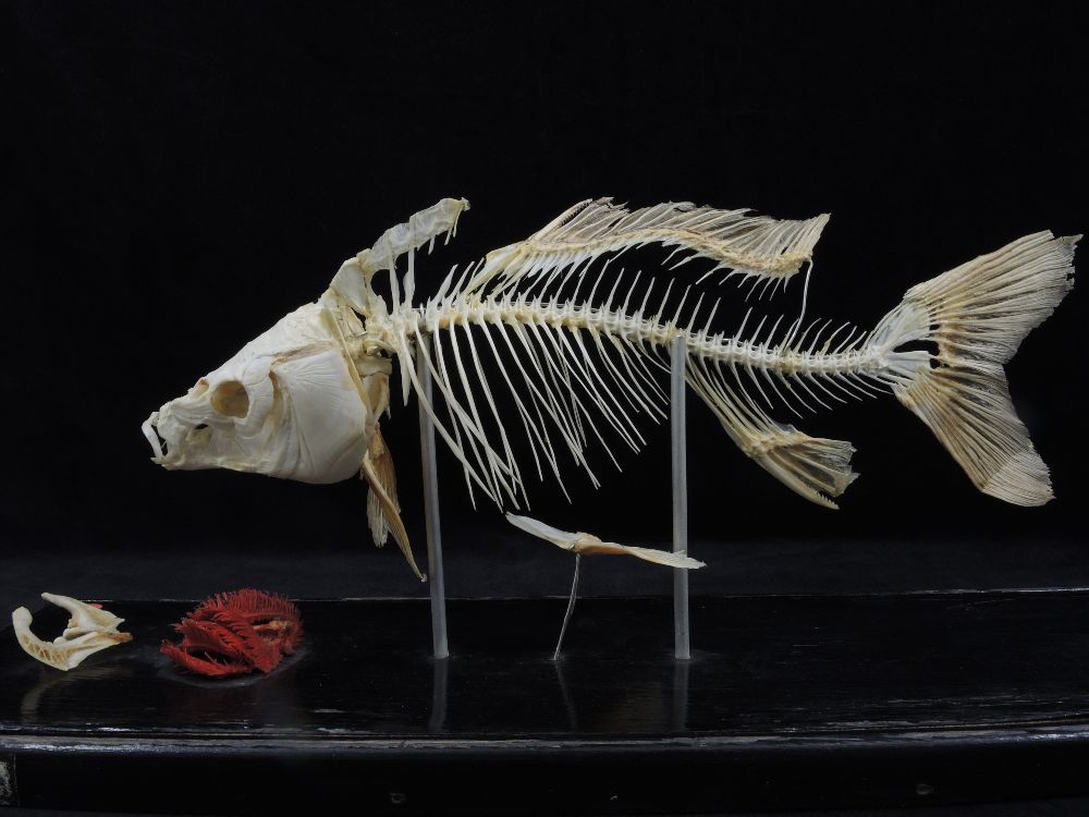Squelette de carpe commune Squelette de carpe commune