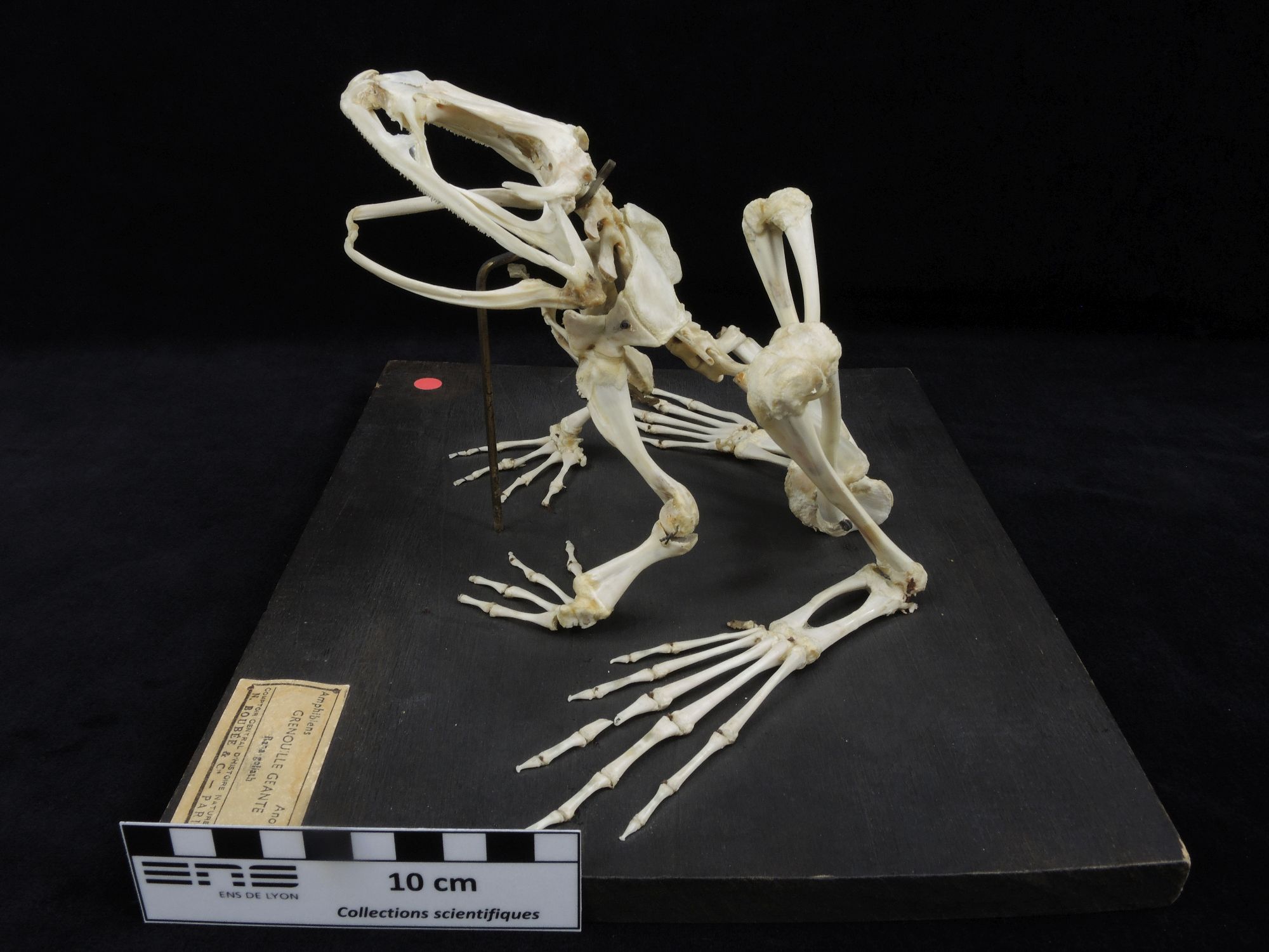 Squelette de grenouille géante Squelette de grenouille géante 
