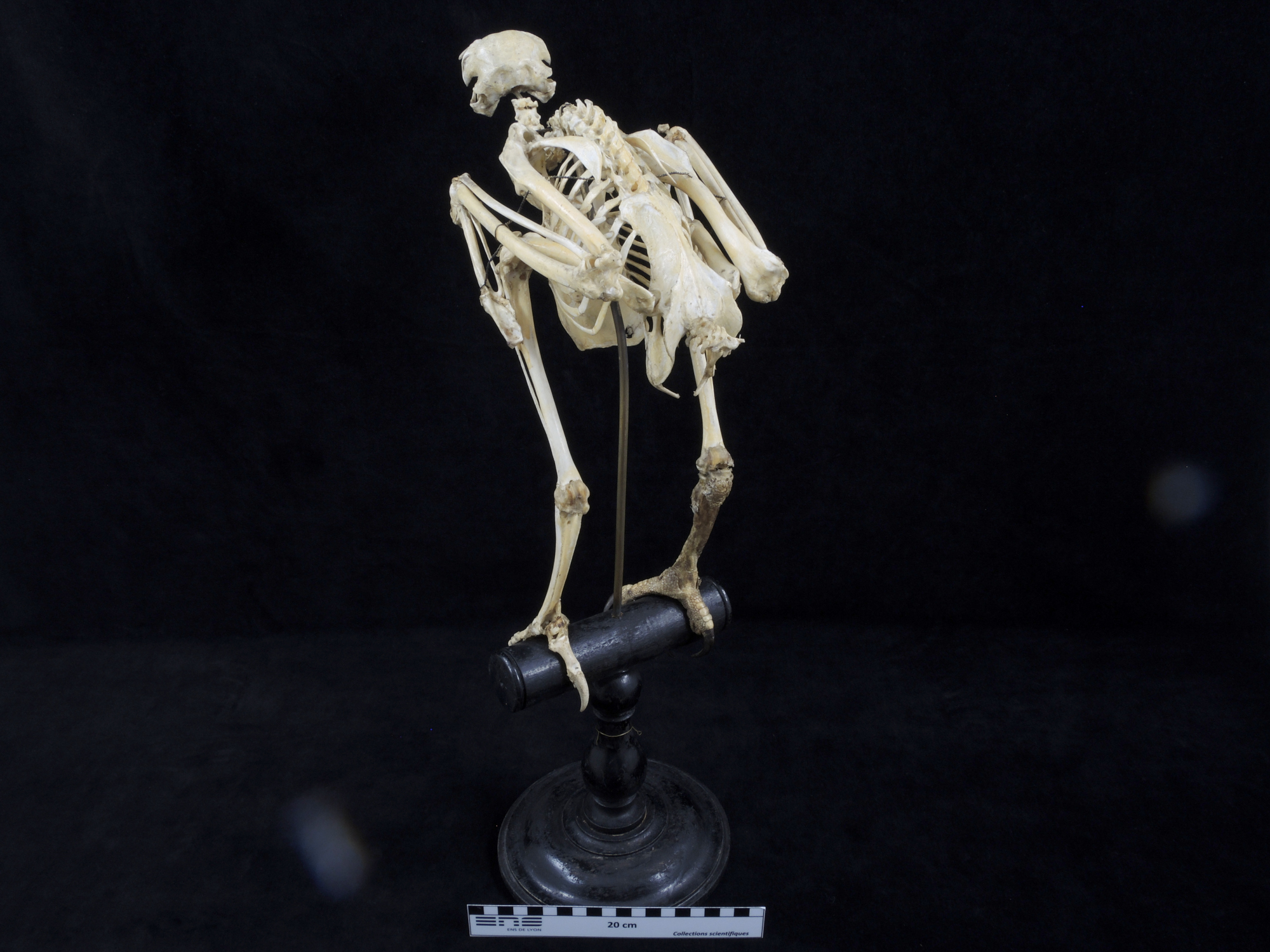 Squelette de buse Squelette de buse 