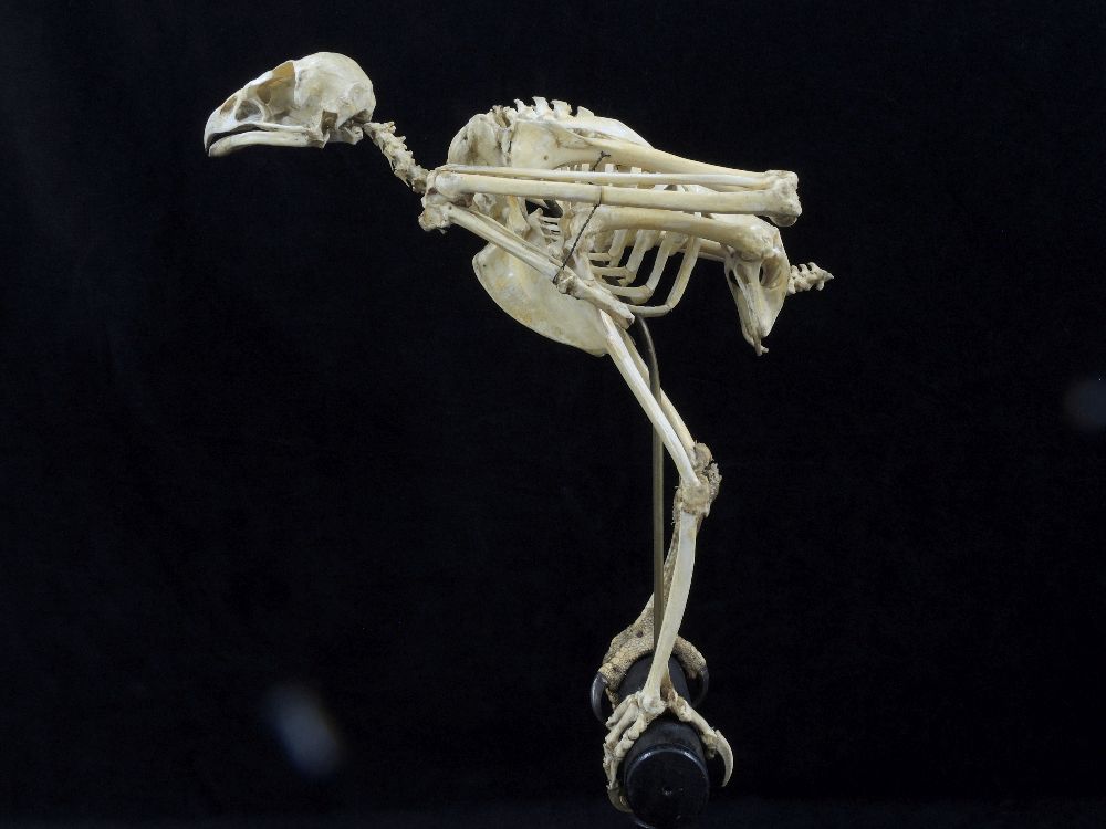 Squelette de buse Squelette de buse