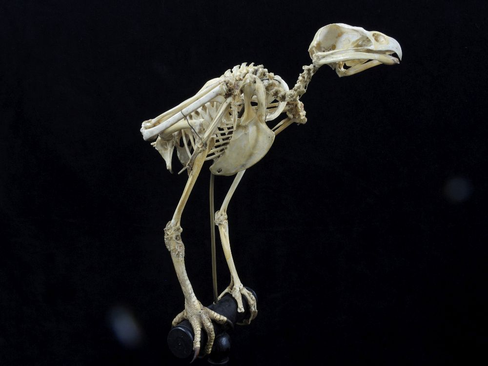 Squelette de buse Squelette de buse