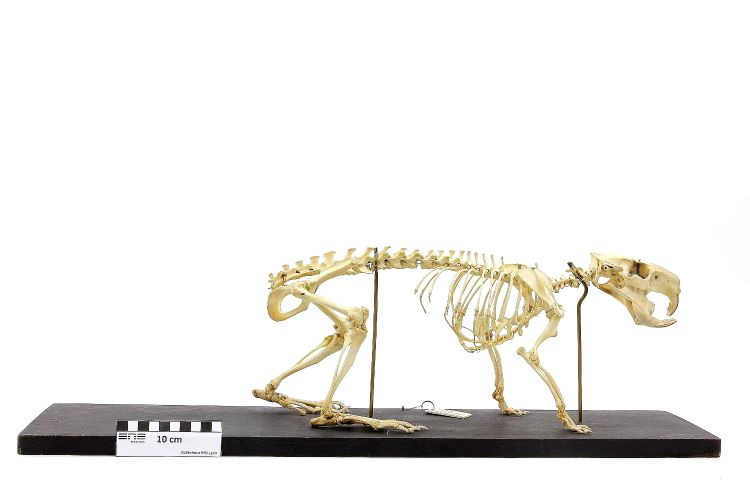 Squelette de ragondin Ragondin 