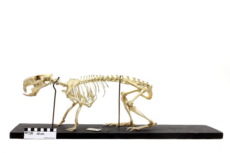 Squelette de ragondin Ragondin