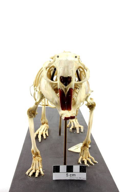 Squelette de ragondin Ragondin