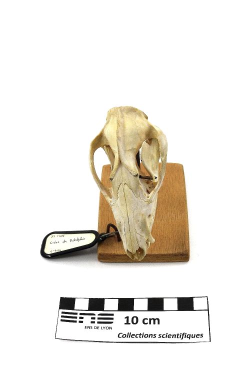 Crâne d’opossum de Virginie Opossum de Virginie