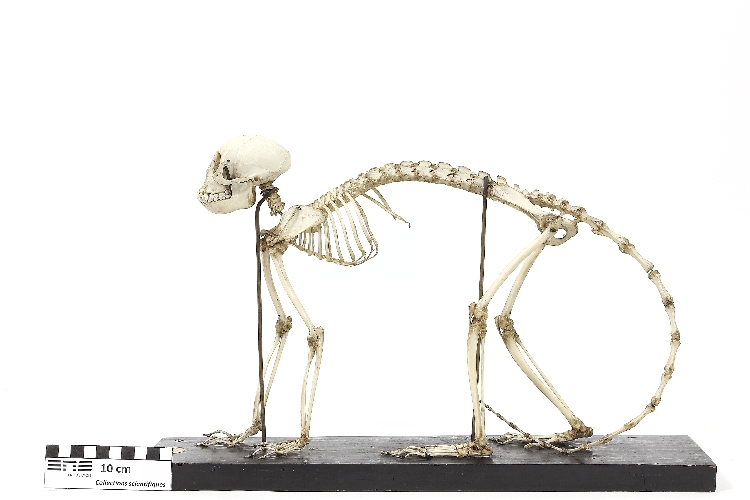 Squelette de cercopithèque à queue dorée Cercopithèque à queue dorée 