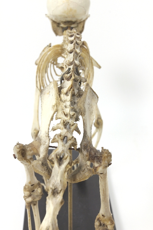 Squelette de cercopithèque à queue dorée Cercopithèque à queue dorée