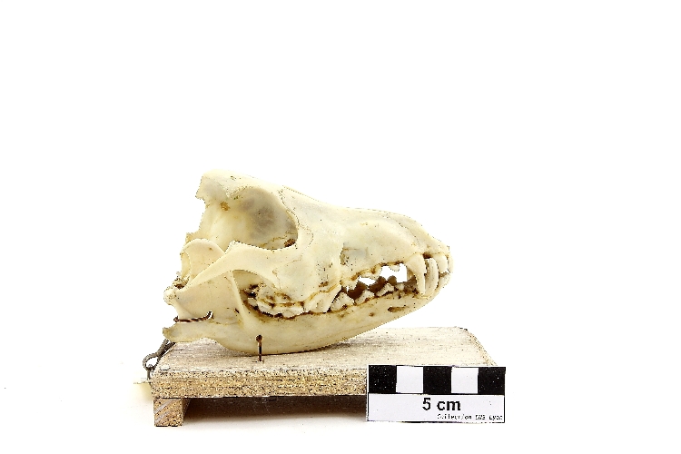 Crâne de chacal Chacal 