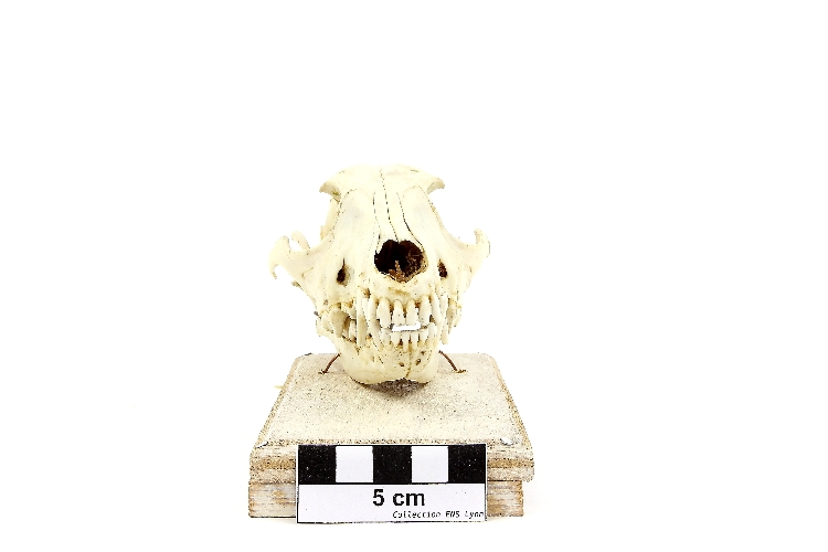 Crâne de chacal Chacal