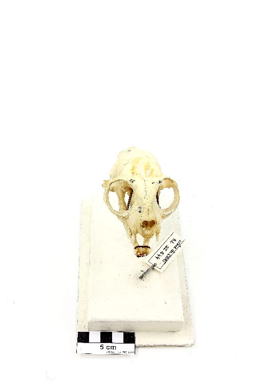 Crâne de chat Chat domestique