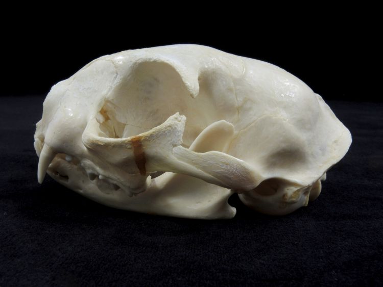 Crâne de chat  Chat domestique 