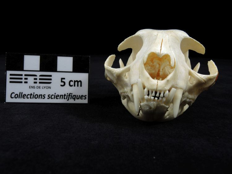 Crâne de chat  Chat domestique