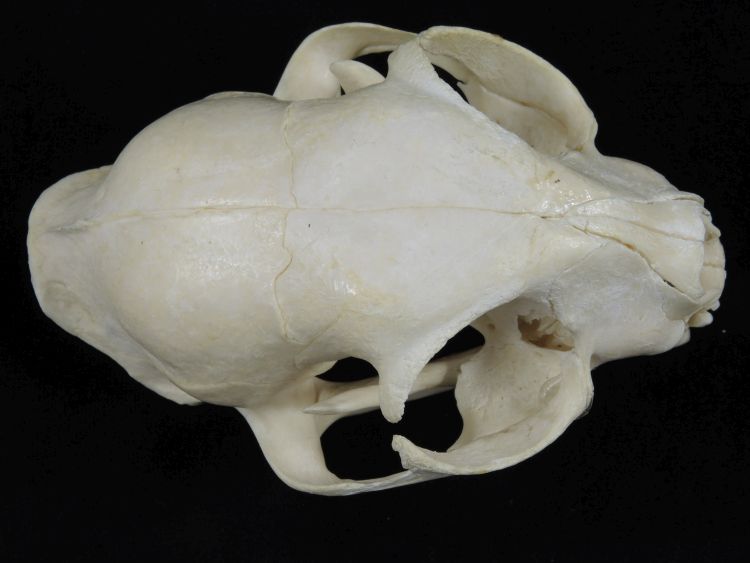 Crâne de chat  Chat domestique