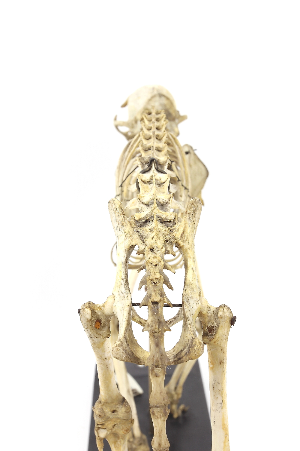 Squelette de chat Chat domestique 