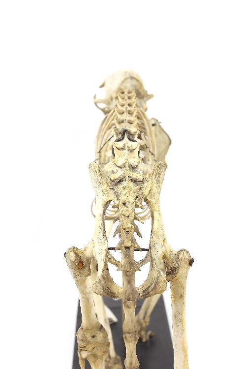 Squelette de chat Chat domestique