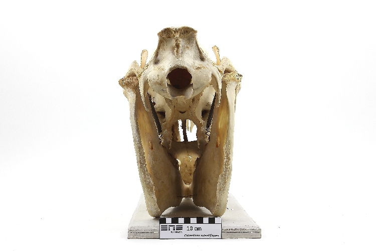 Crâne de cheval Cheval