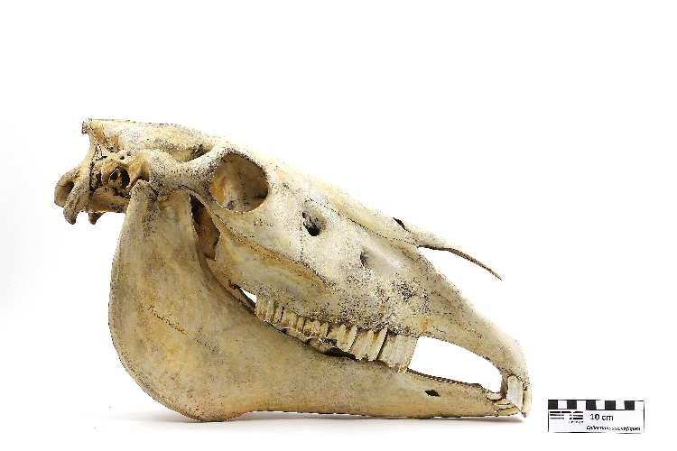 Crâne de cheval Cheval 