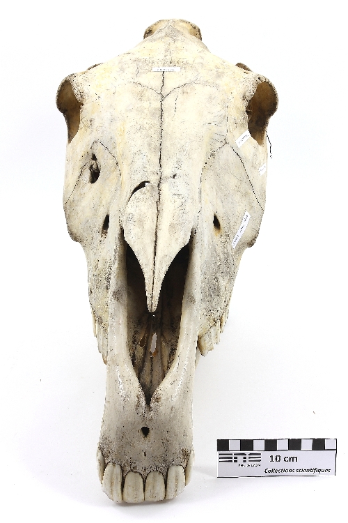 Crâne de cheval Cheval