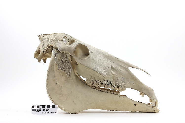 Crâne de cheval Crâne et mandibule de cheval (<i>Equus caballus</i>) 