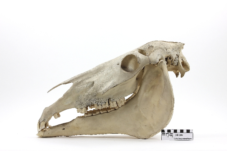 Crâne de cheval Crâne et mandibule de cheval (<i>Equus caballus</i>)