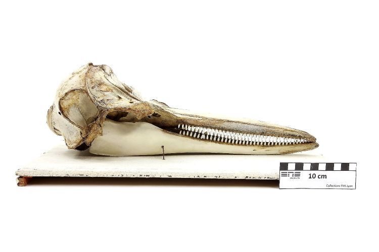 Crâne de dauphin Dauphin 