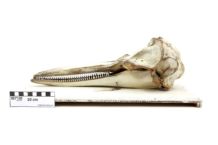 Crâne de dauphin Dauphin