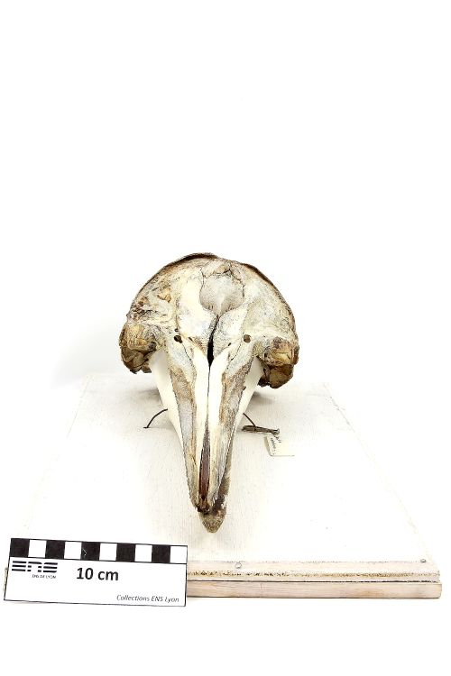 Crâne de dauphin Dauphin