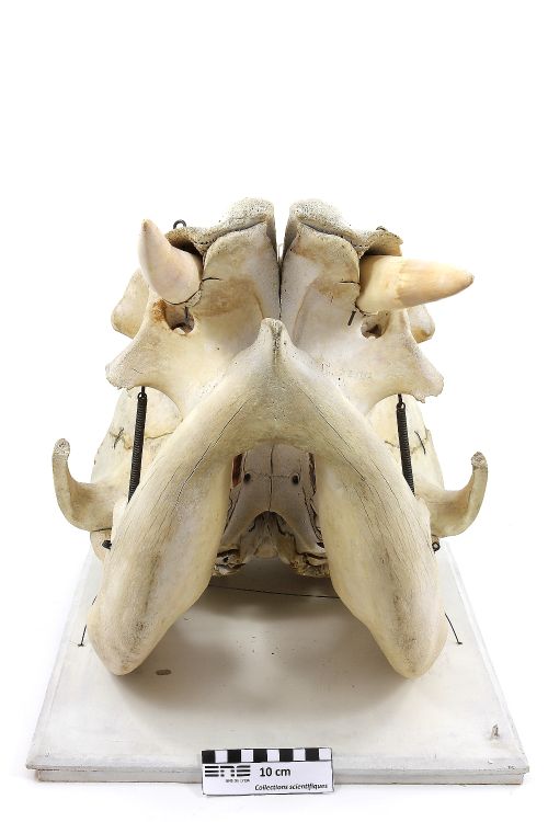 Crâne d’éléphant Eléphant