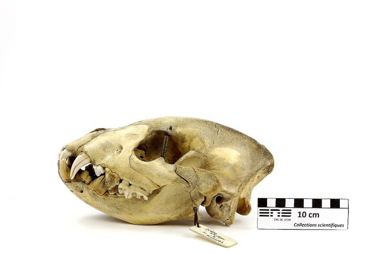 Crâne de hyène Hyène