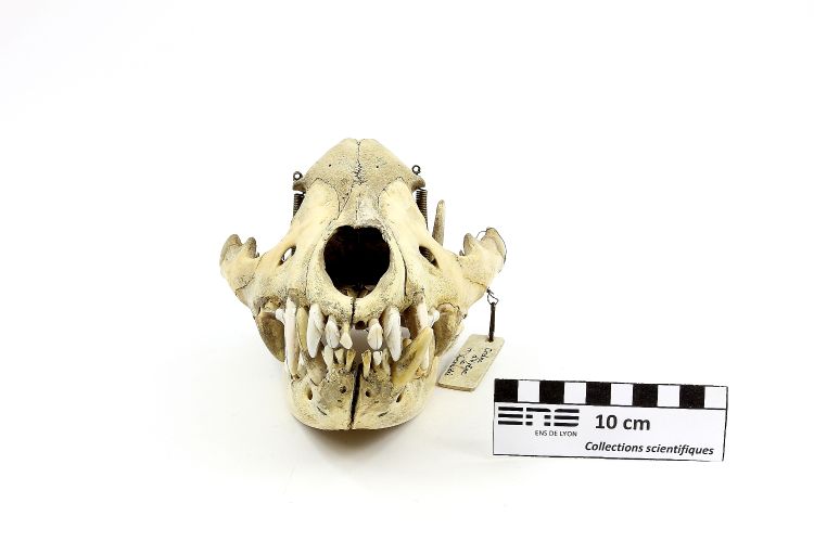 Crâne de hyène Hyène