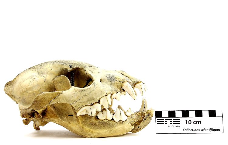 Crâne de hyène Hyène 