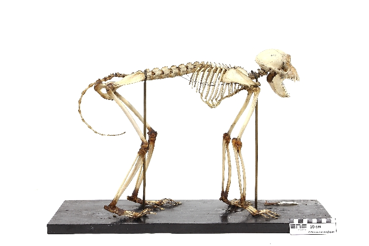 Squelette de macaque Macaque rhésus 