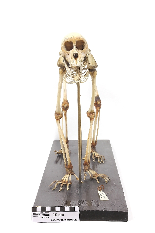 Squelette de macaque Macaque rhésus