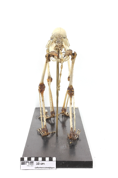 Squelette de macaque Macaque rhésus