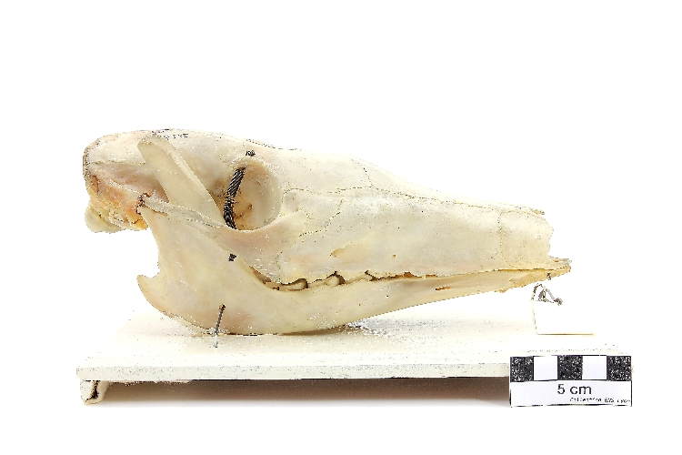 Crâne d’oryctérope du Cap Oryctérope du Cap 