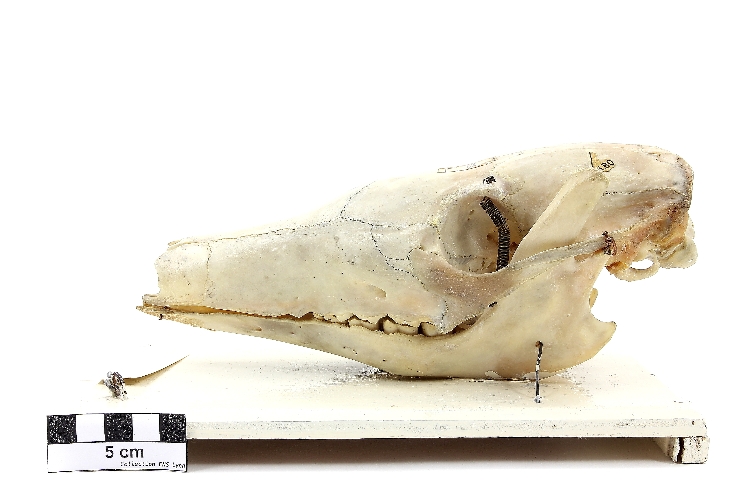 Crâne d’oryctérope du Cap Oryctérope du Cap
