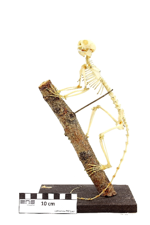 Squelette de ouistiti Ouistiti 