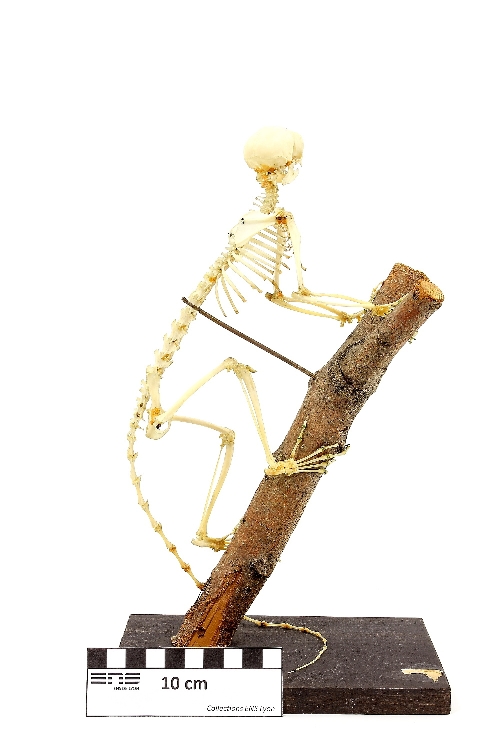 Squelette de ouistiti Ouistiti