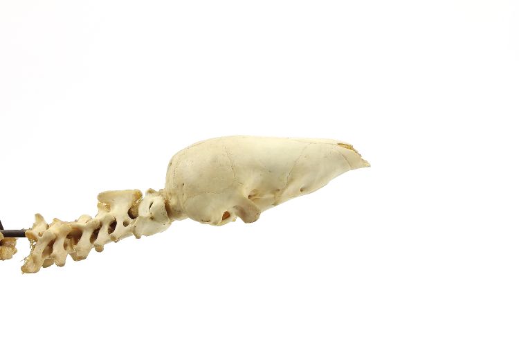 Squelette de pangolin Pangolin