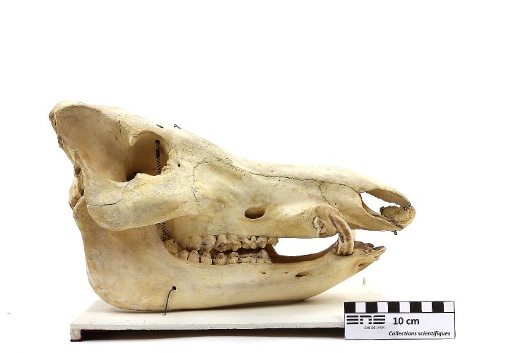 Crâne de phacochère Phacochère 