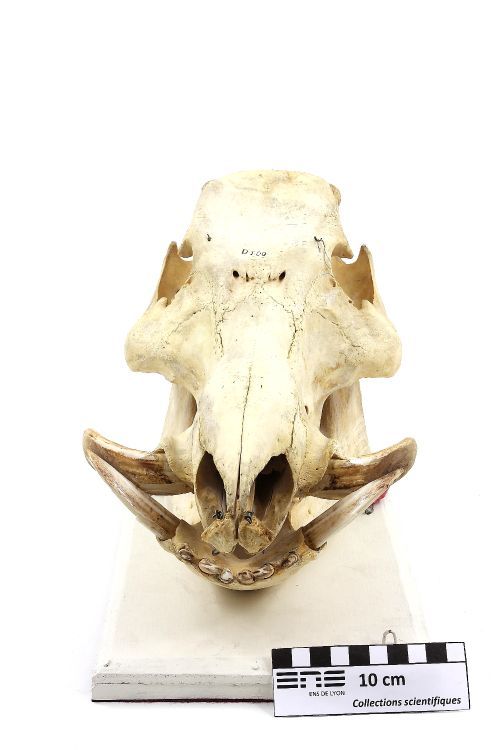 Crâne de phacochère Phacochère