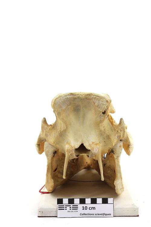 Crâne de phacochère Phacochère