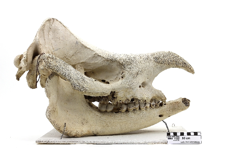 Crâne de rhinocéros Rhinocéros 