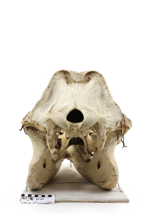Crâne de rhinocéros Rhinocéros