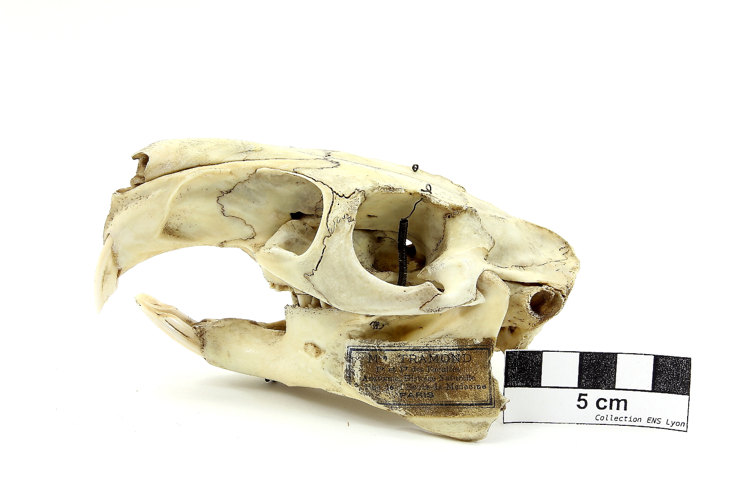 Crâne de viscache des plaines Viscache des plaines 