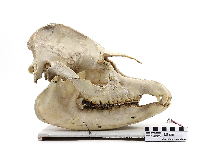 Crâne de tapir Tapir 
