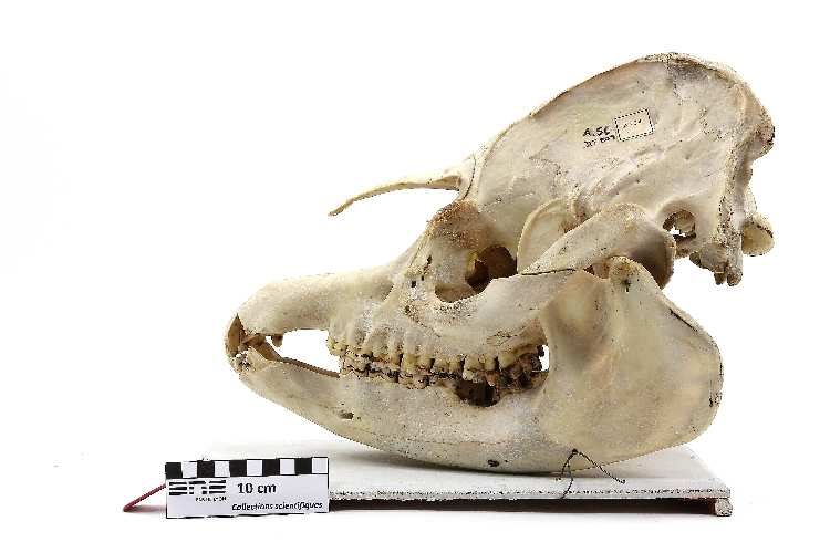 Crâne de tapir Tapir