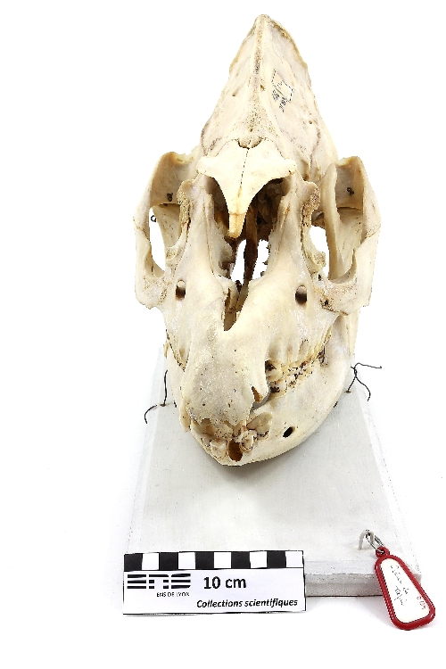Crâne de tapir Tapir
