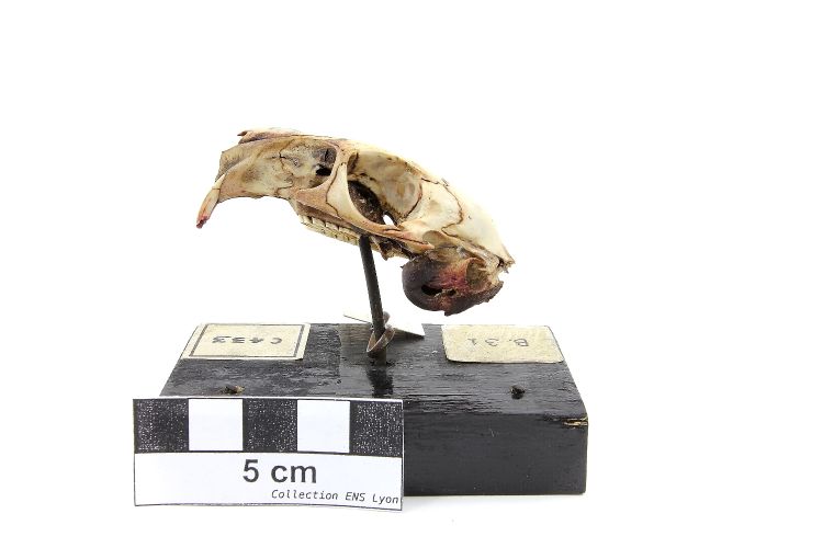 Crâne de viscache des plaines Viscache des plaines